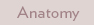 Anatomy